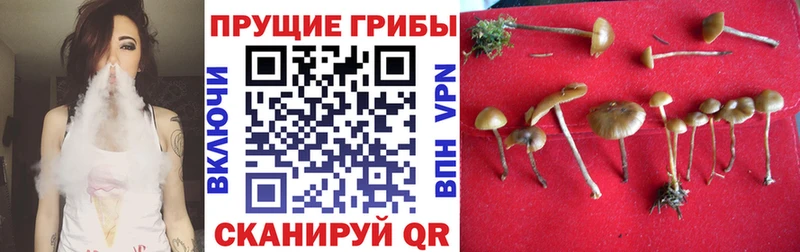 купить  сайты  Полесск  Псилоцибиновые грибы мицелий 